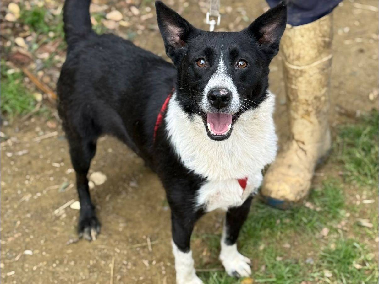 Vuoi adottare un cane a Firenze?