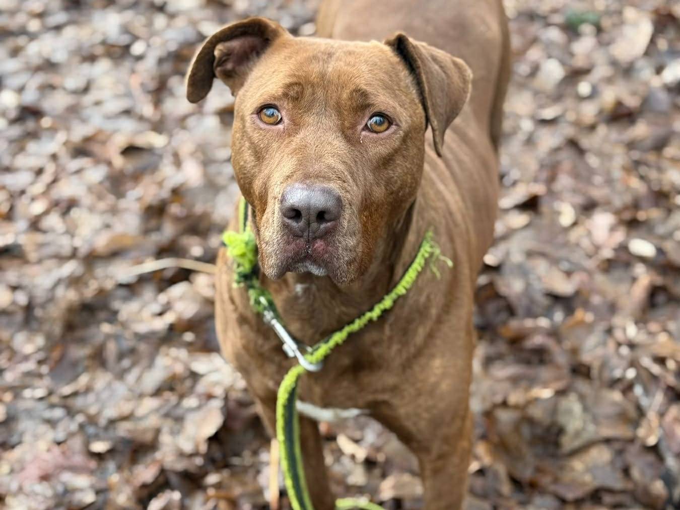 Adotta il cane AFRODITE a Firenze