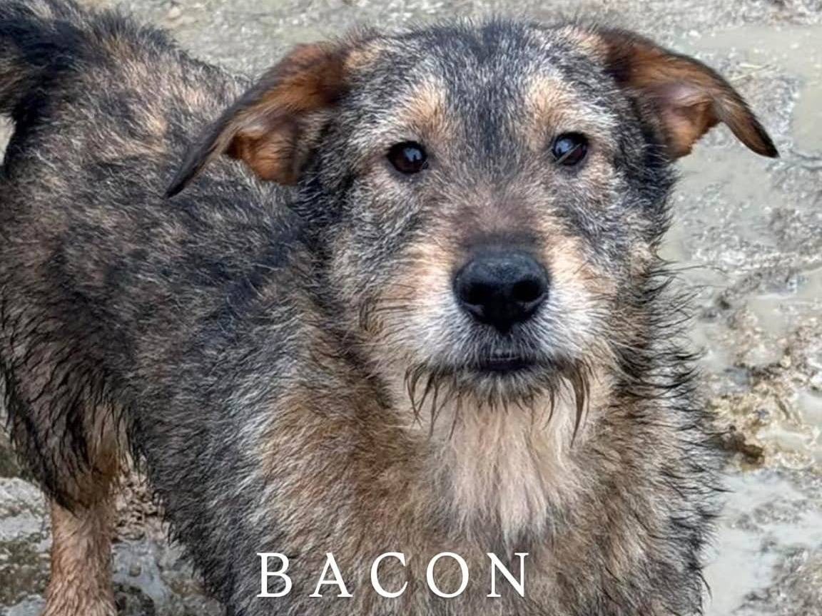 Adotta un cane, maschio, 2 anni e 7 mesi, Firenze