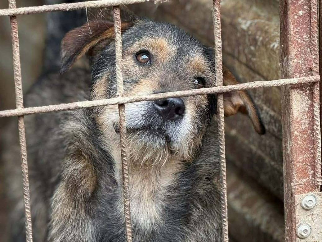 Adotta un cane, taglia media, maschio, Firenze