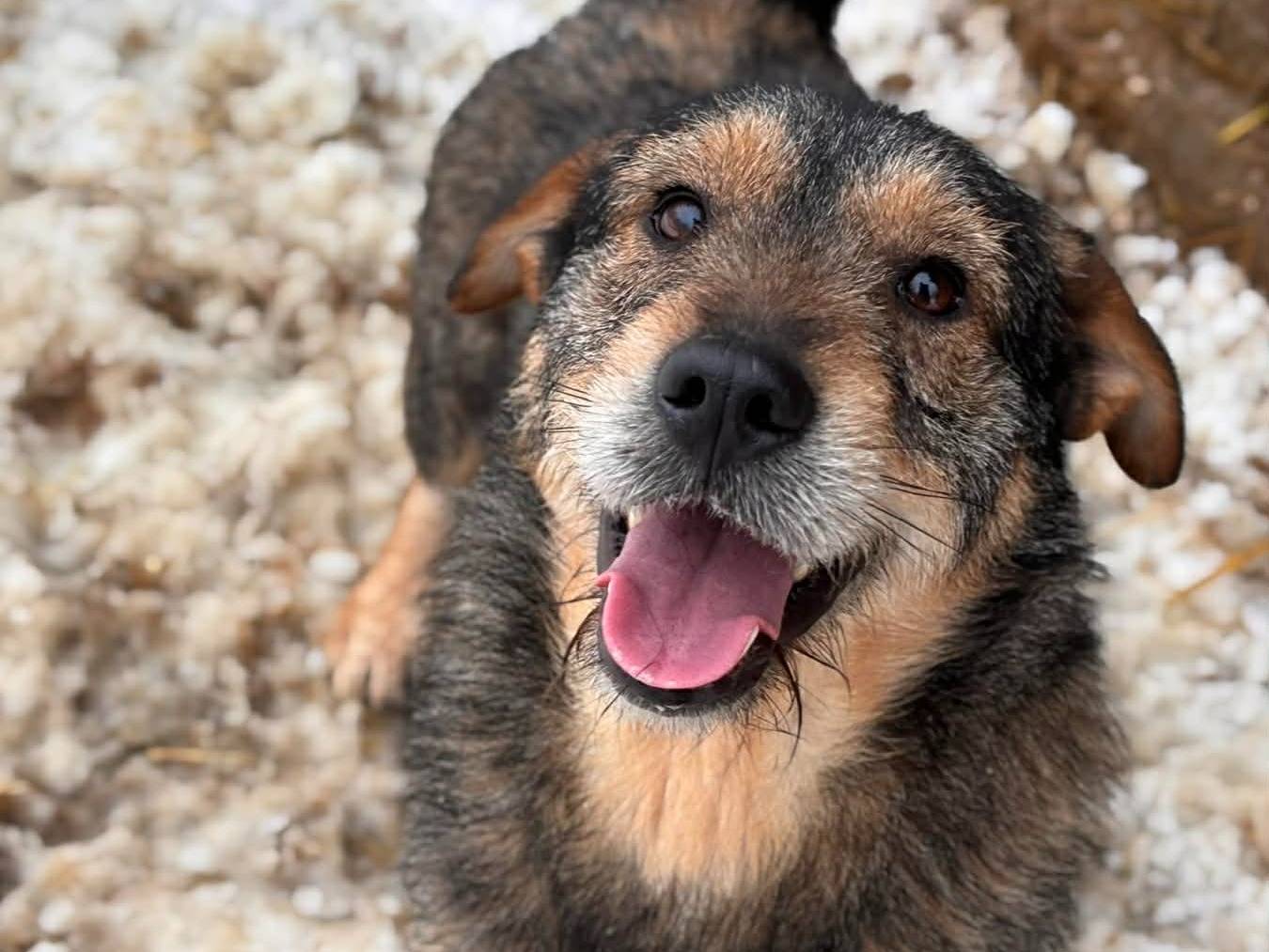 Vuoi adottare un cane a Firenze?