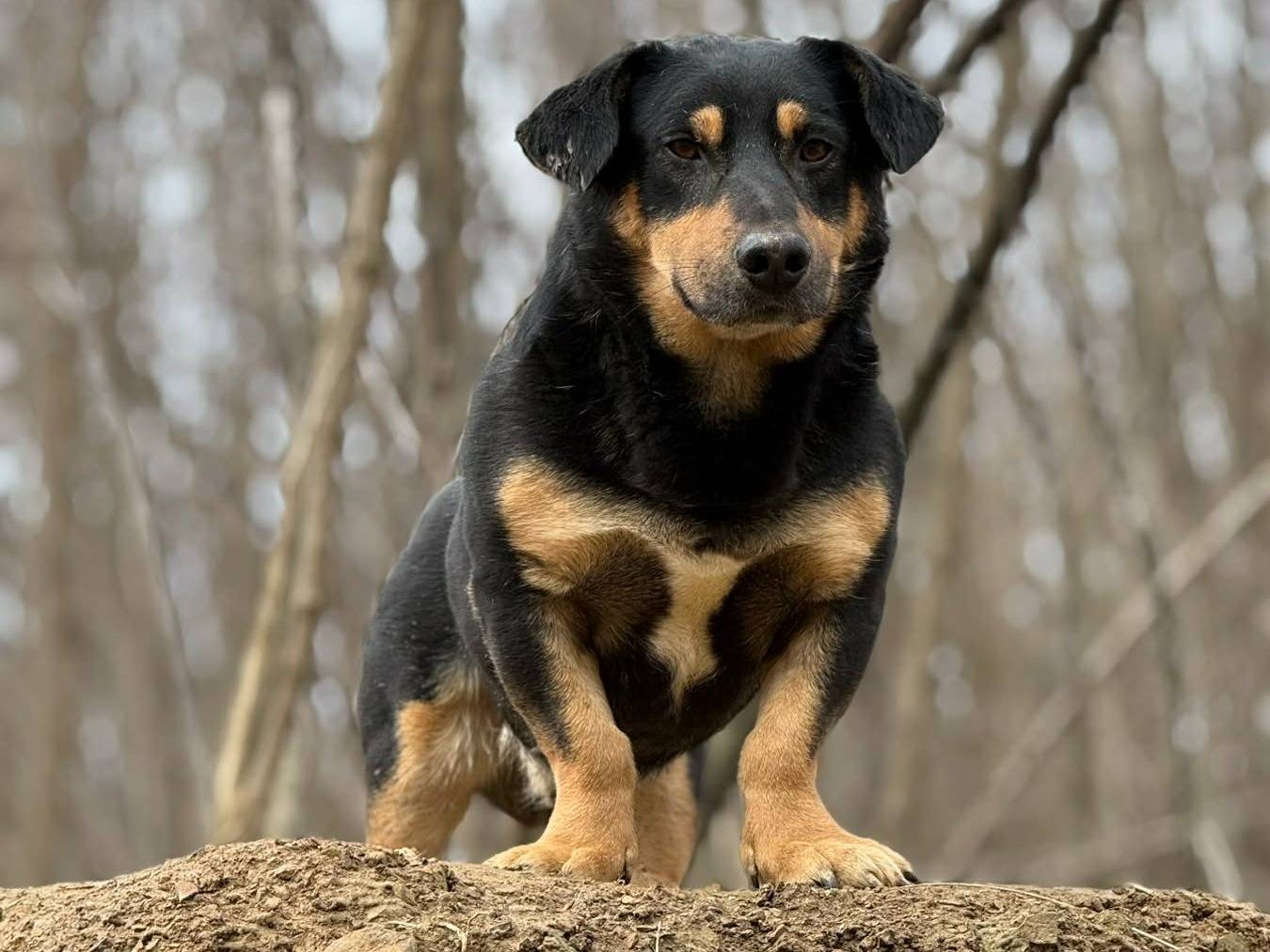 Adozione cane, maschio, Razza sconosciuta Razza sconosciuta, 4 anni e 10 mesi, taglia media contenuta, Firenze