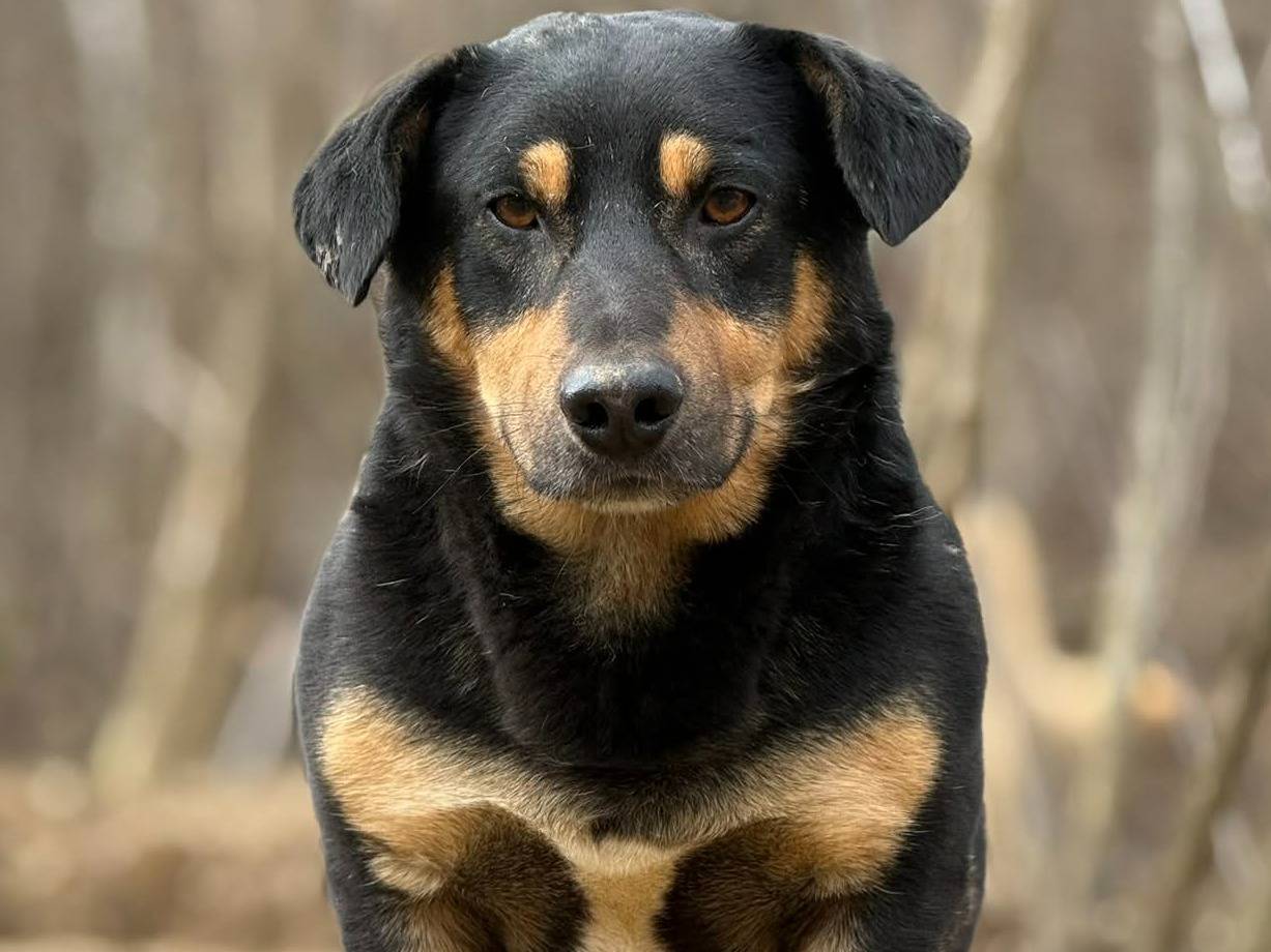 Adotta un cane, maschio, 4 anni e 10 mesi, Firenze