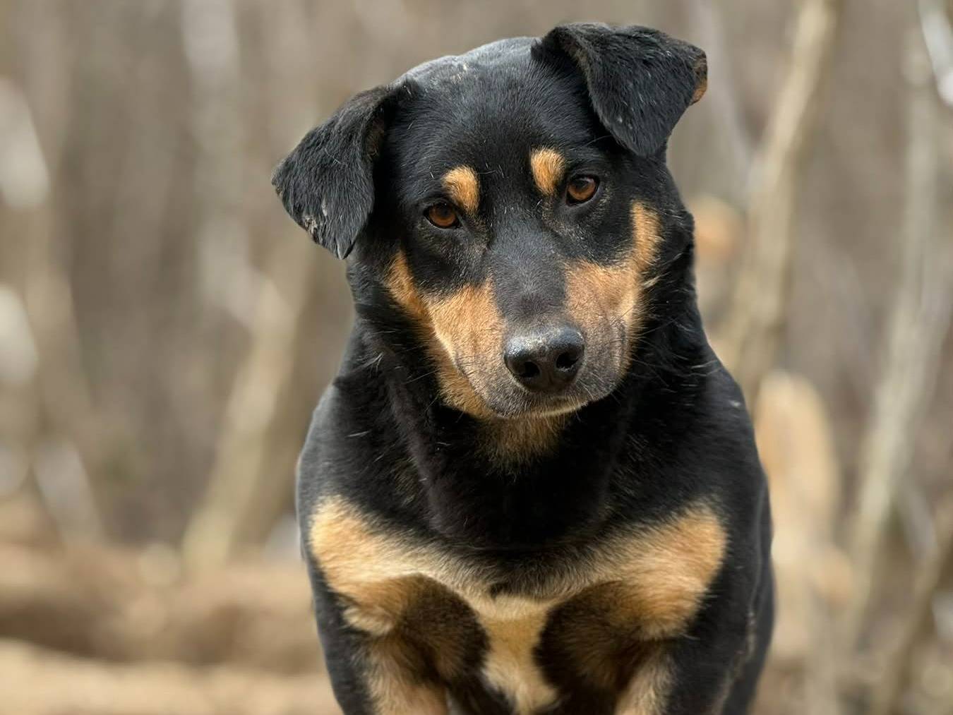 Adotta il cane CHICCO a Firenze