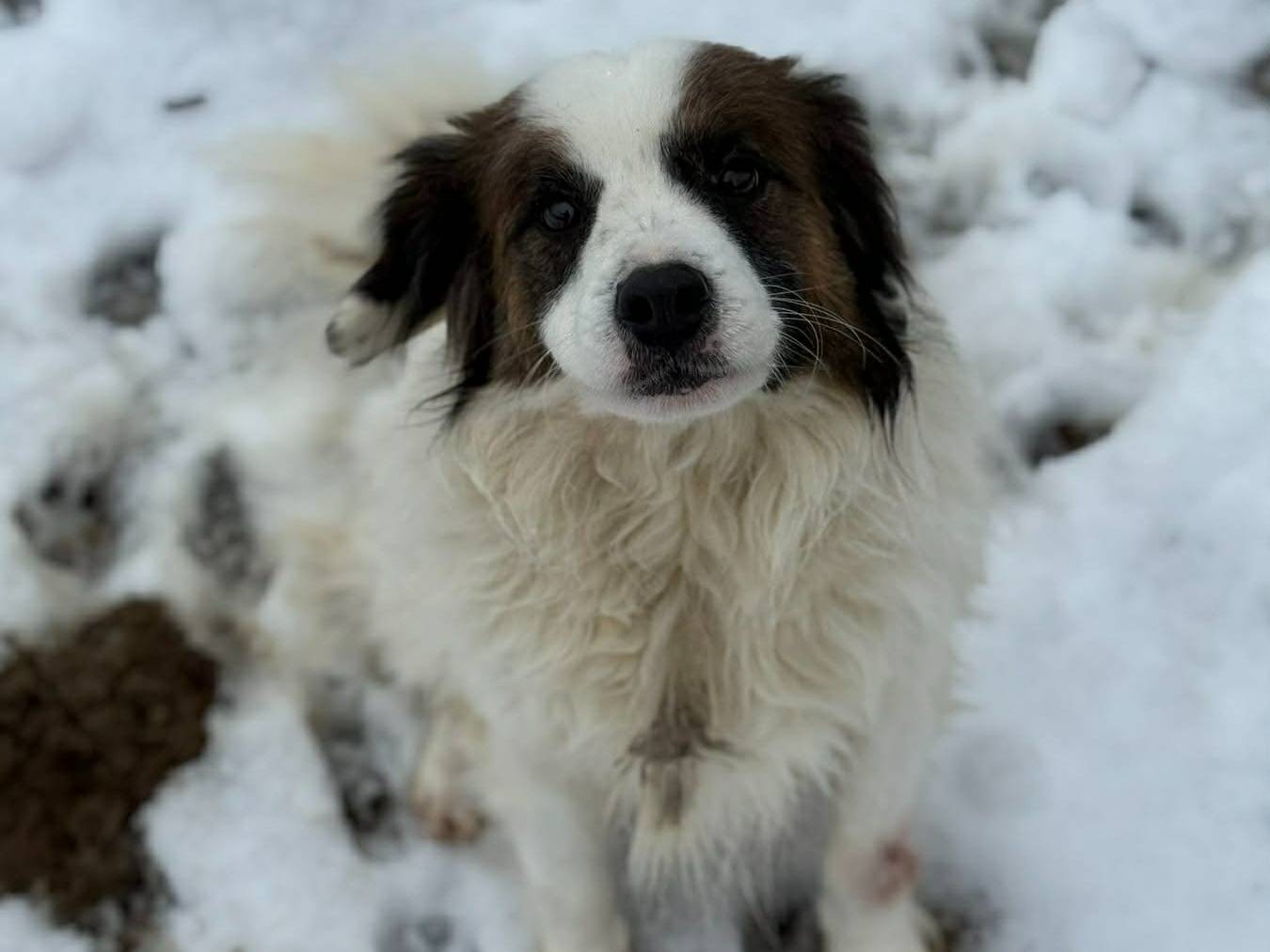Adotta un cane, maschio, 2 anni e 10 mesi, Firenze