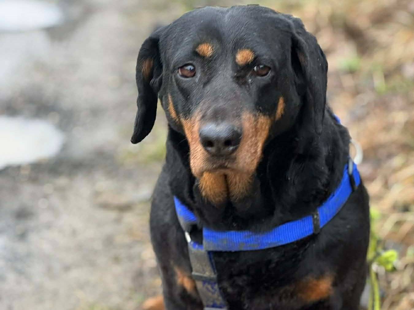 Vuoi adottare un cane a Firenze?