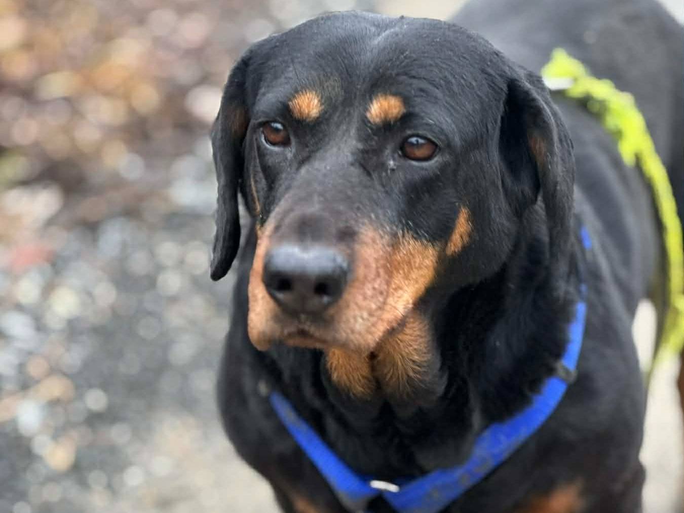 Adotta il cane RORY a Firenze