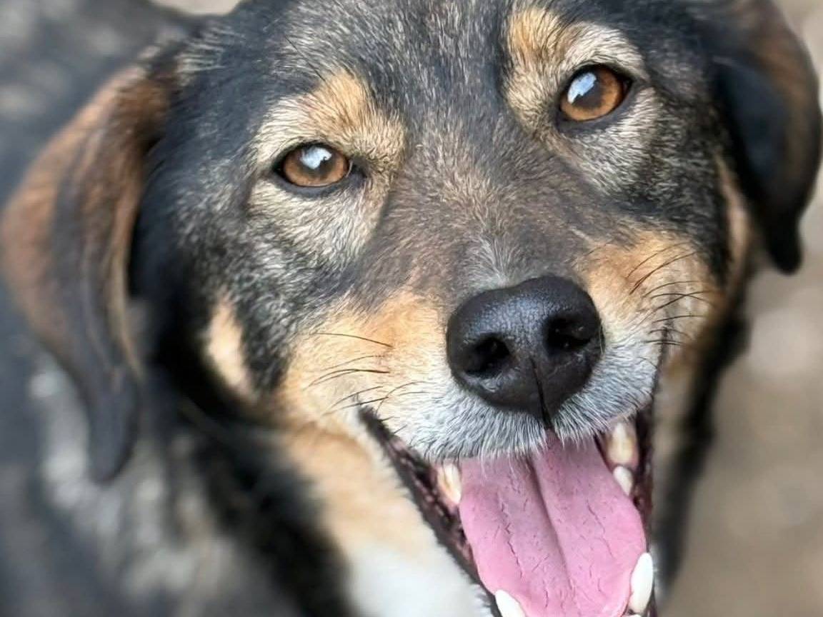 Adozione cane, maschio, Razza sconosciuta Razza sconosciuta, 3 anni e 10 mesi, taglia media contenuta, Firenze