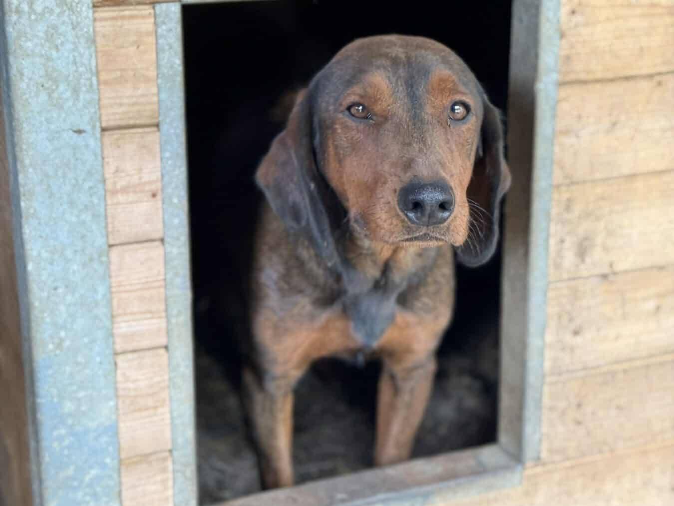 Adotta il cane NOXY a Firenze