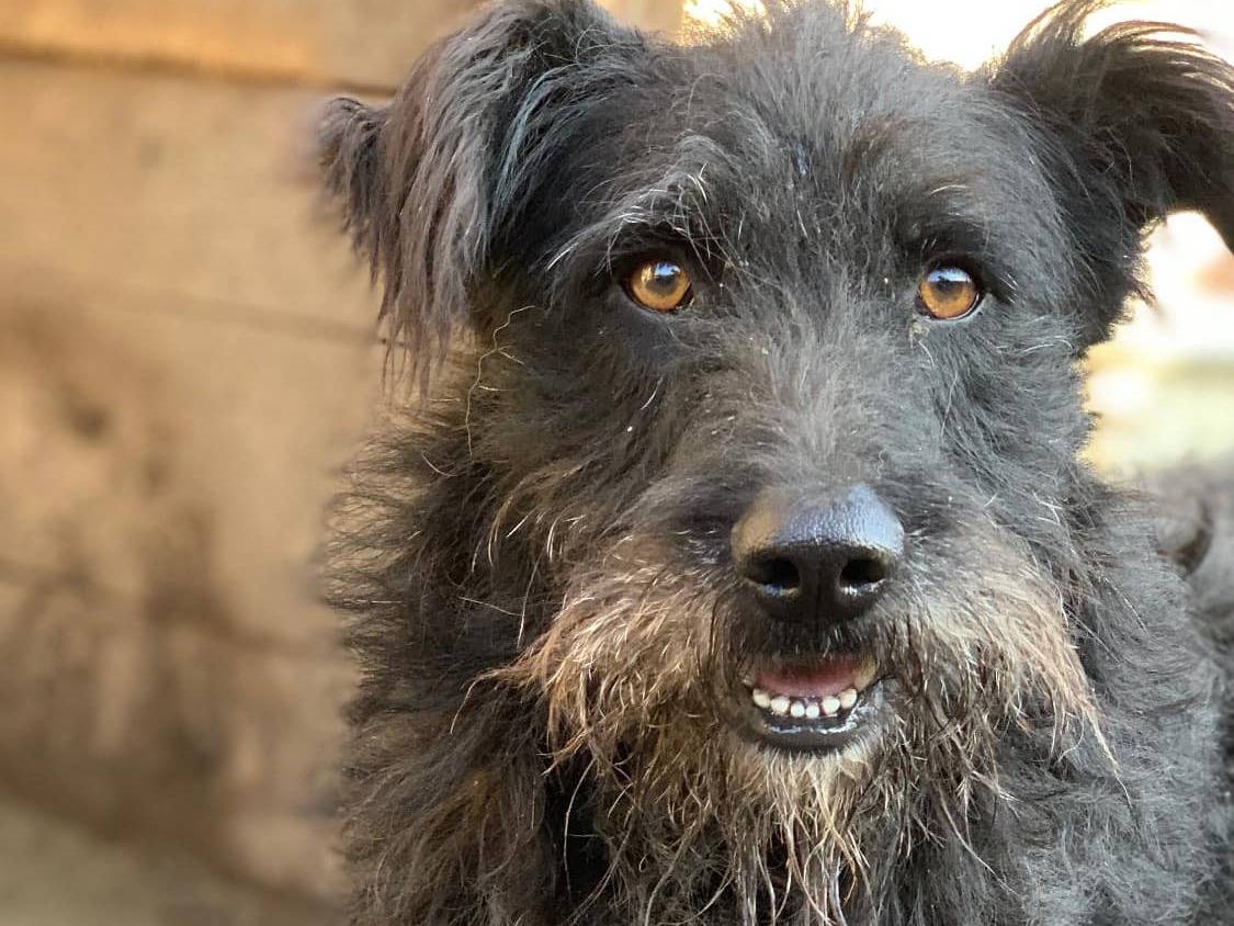 Adozione cane, maschio, Razza sconosciuta Razza sconosciuta, 3 anni, taglia media, Firenze