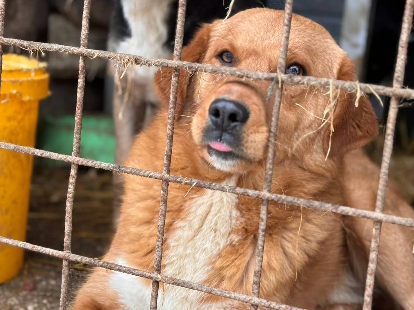 Adotta il cane LENNY a Firenze