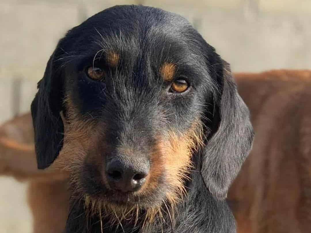Adozione cane, femmina, Razza sconosciuta Razza sconosciuta, 2 anni e 1 mese, taglia media contenuta, Firenze