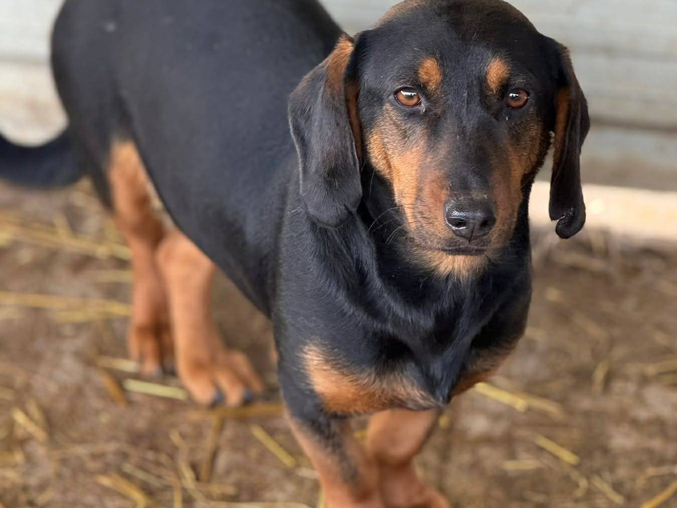 Adozione cane, femmina, Razza sconosciuta Razza sconosciuta, 1 anno e 2 mesi, taglia piccola, Firenze