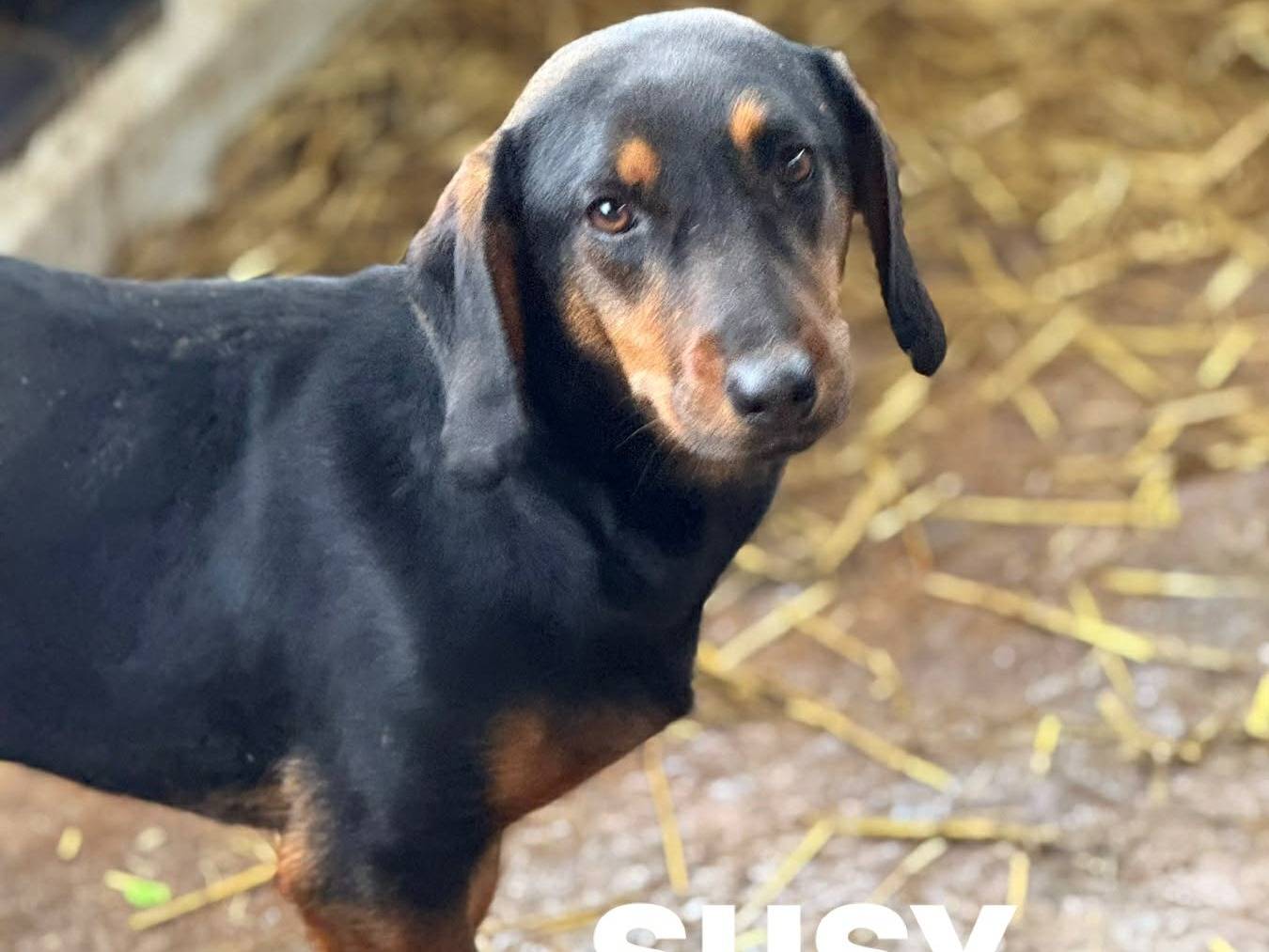 Adotta il cane SUSY a Firenze