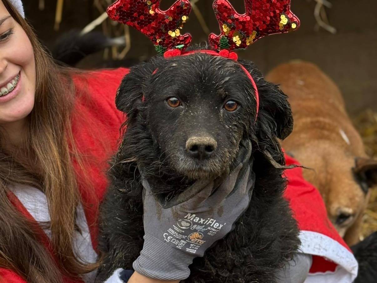 Vuoi adottare un cane a Firenze?