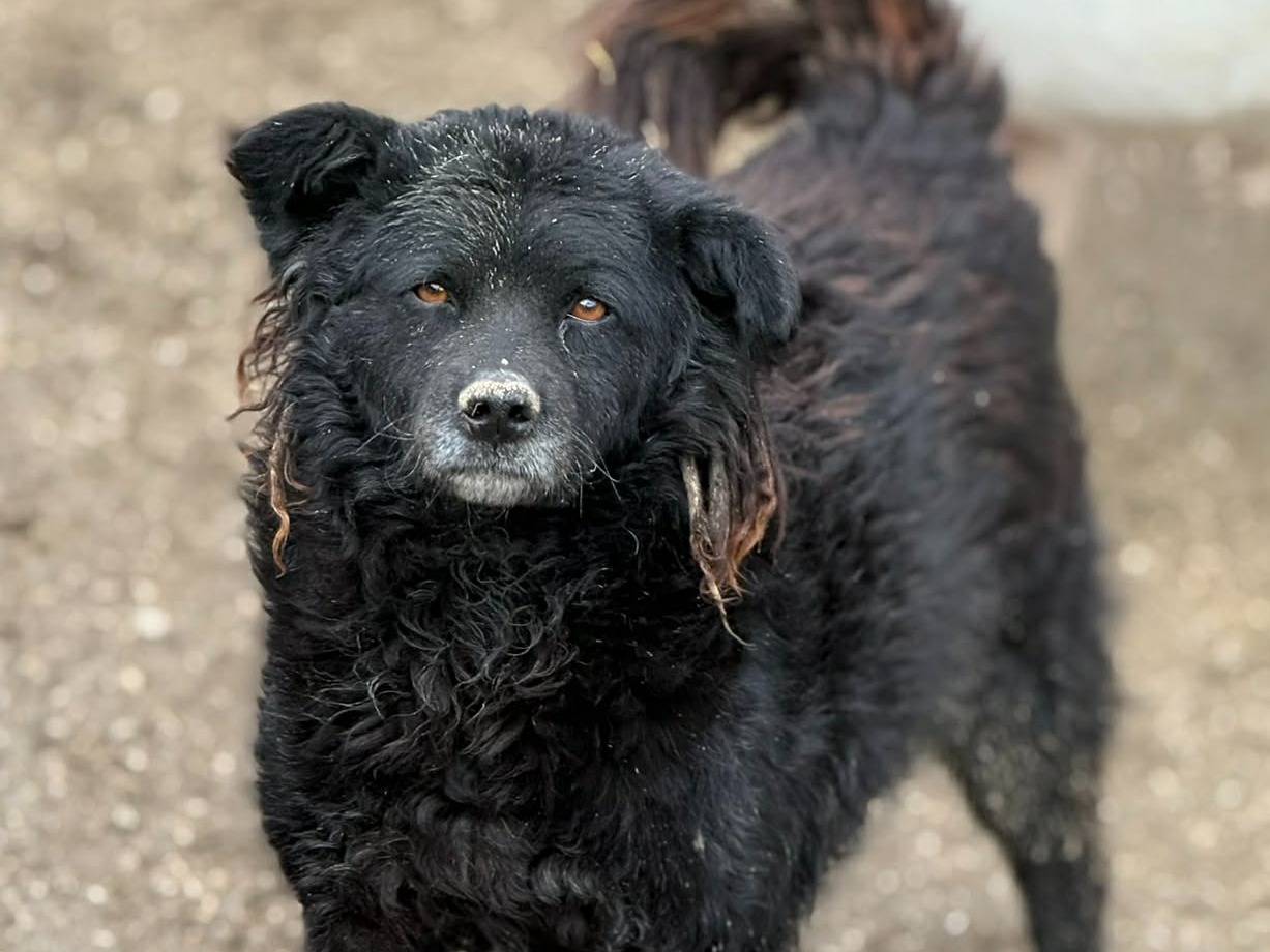 Adotta il cane BARK a Firenze