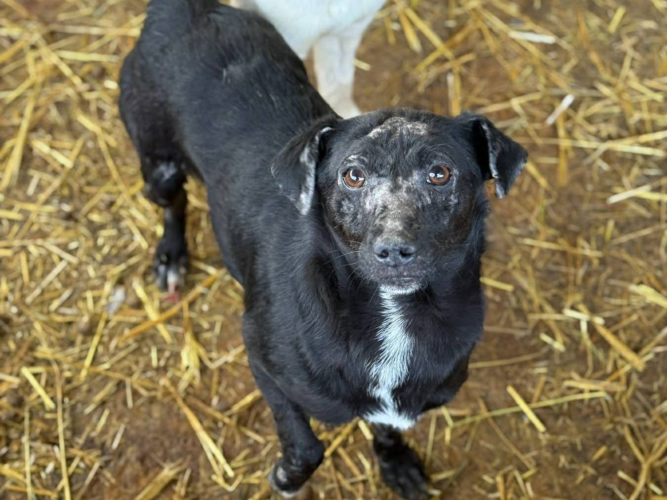 Adotta il cane NOAH a Firenze