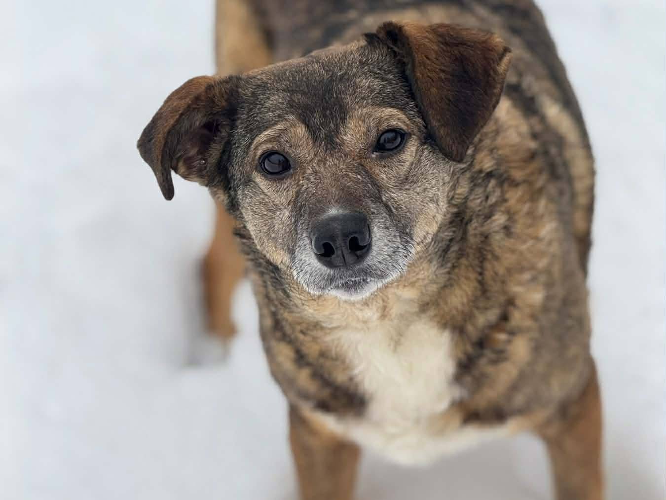 Adozione cane, femmina, Razza sconosciuta Razza sconosciuta, 3 anni e 1 mese, taglia media contenuta, Firenze