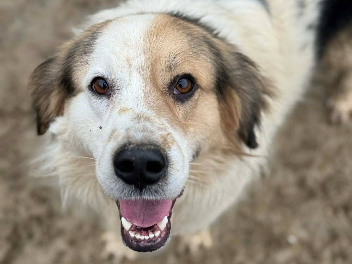 Adozione cane, maschio, Razza sconosciuta Razza sconosciuta, 2 anni, taglia media, Firenze