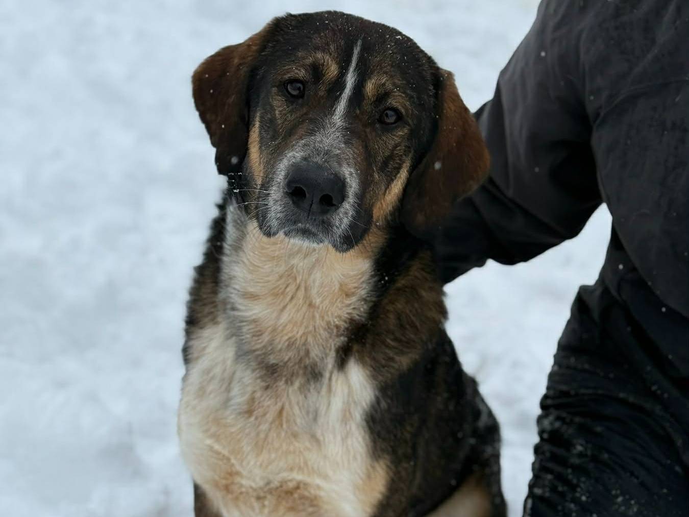 Adotta un cane, taglia media, maschio, Firenze