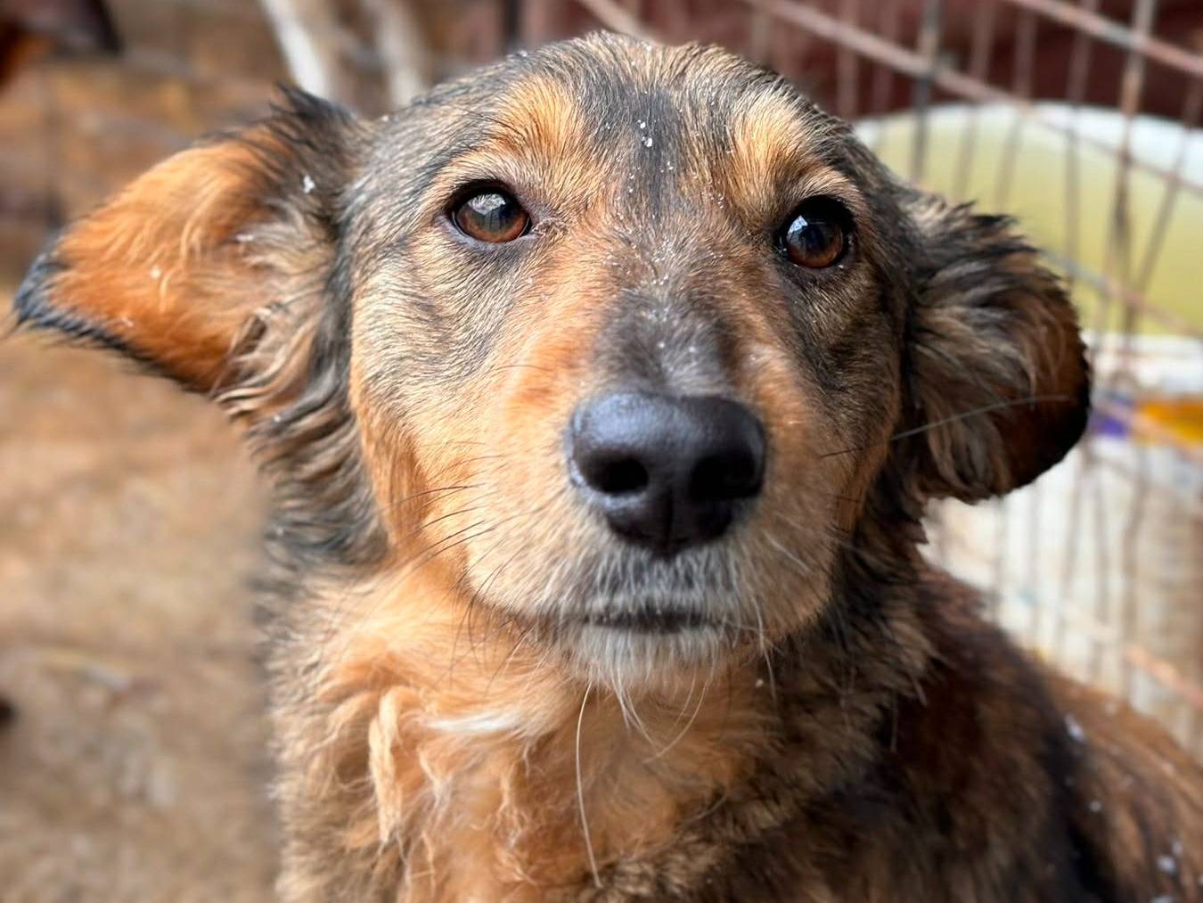 Adotta un cane, maschio, 1 anno e 10 mesi, Firenze