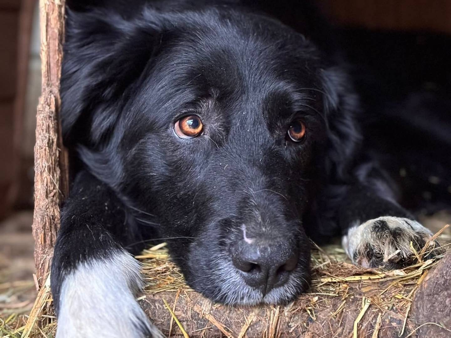 Adozione cane, maschio, Razza sconosciuta Razza sconosciuta, 2 anni, taglia grande, Firenze