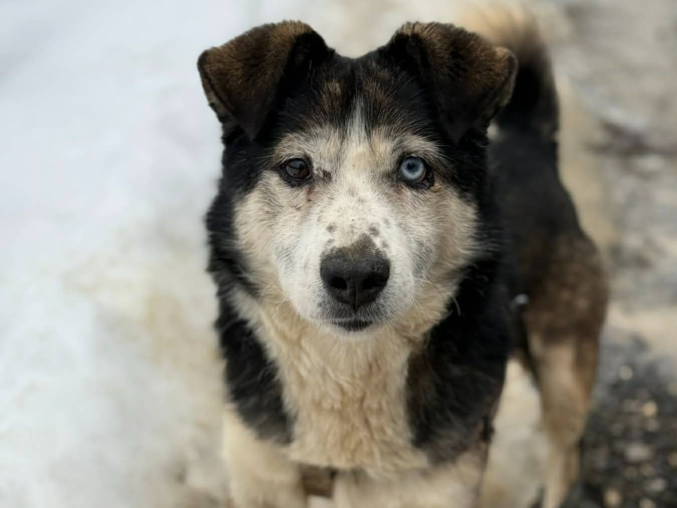 Adozione cane, maschio, Razza sconosciuta Razza sconosciuta, 4 anni e 3 mesi, taglia piccola, Firenze