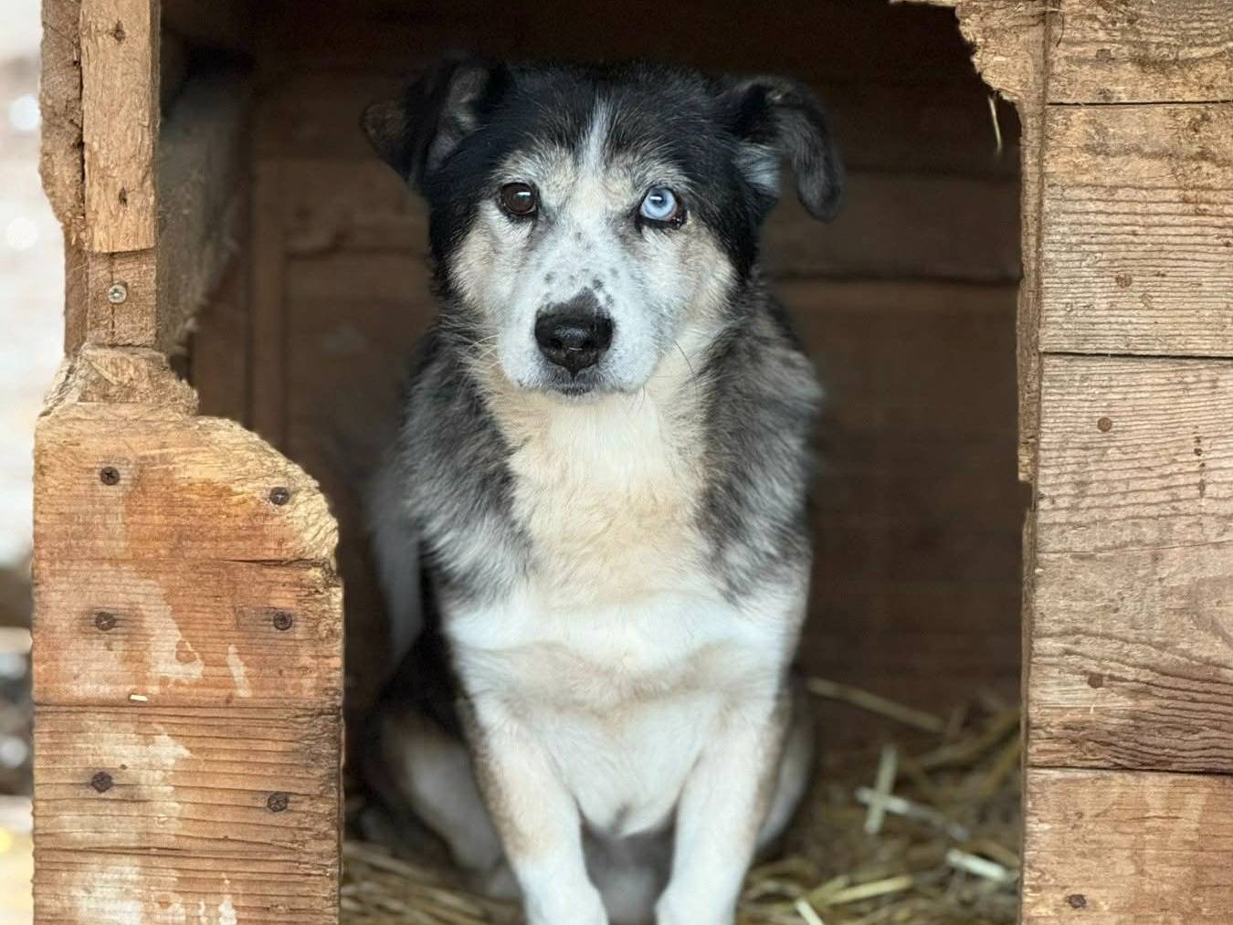 Vuoi adottare un cane a Firenze?