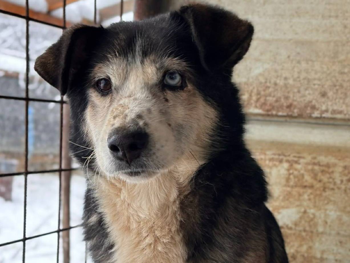 Adotta il cane ODINO a Firenze