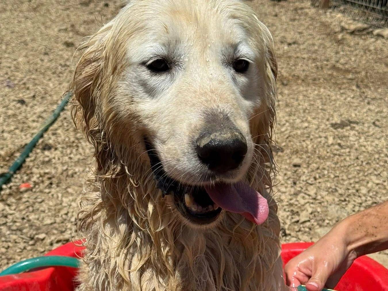 Vuoi adottare un cane a Firenze?