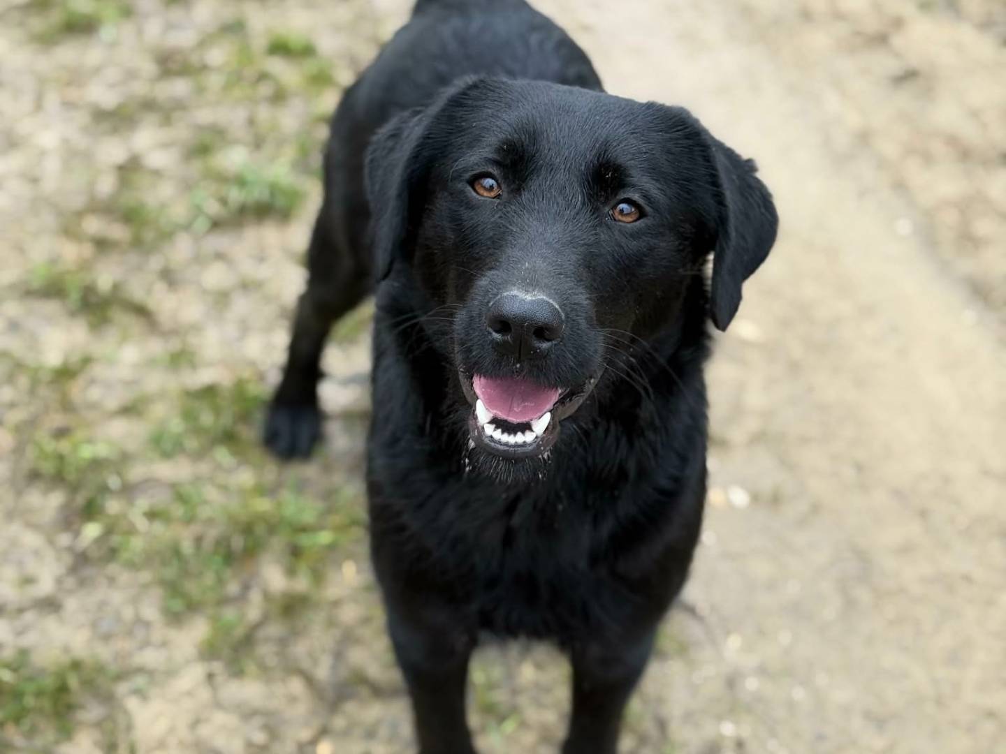 Adotta il cane ESME a Firenze