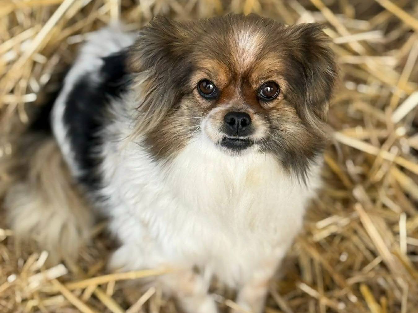 Adotta un cane, femmina, 3 anni e 10 mesi, Firenze