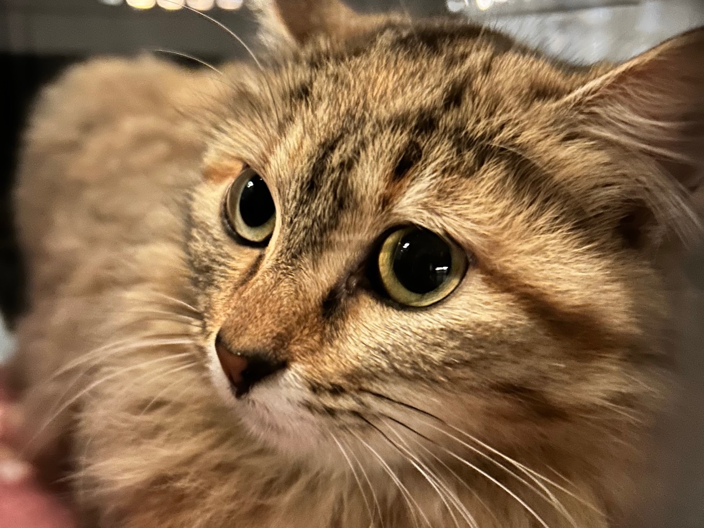 Adozione gatto, femmina, Norvegese delle Foreste  Razza sconosciuta, 4 mesi, taglia non valida, Bari