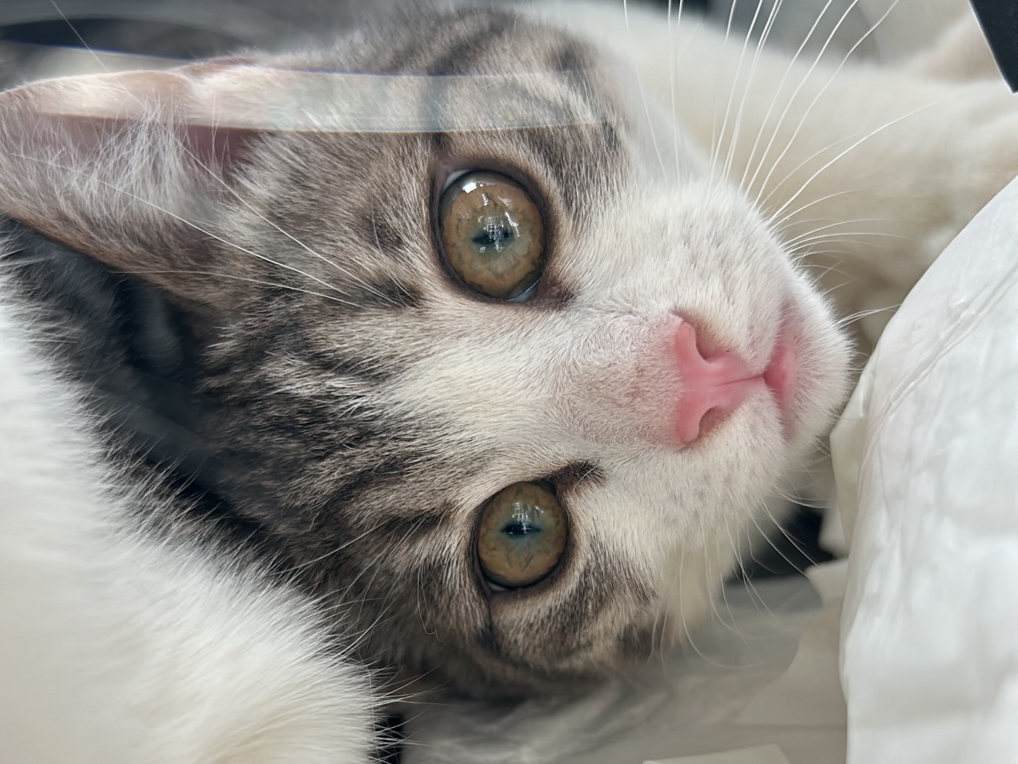 Adozione gatto, femmina, Razza sconosciuta Razza sconosciuta, 4 mesi, taglia non valida, Bari