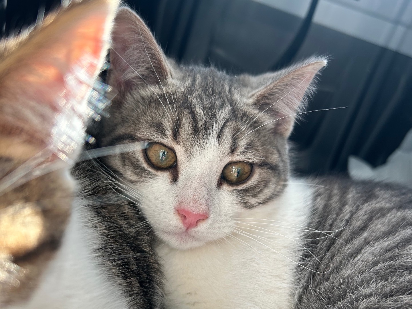 Adotta un gatto, femmina, 4 mesi, Bari