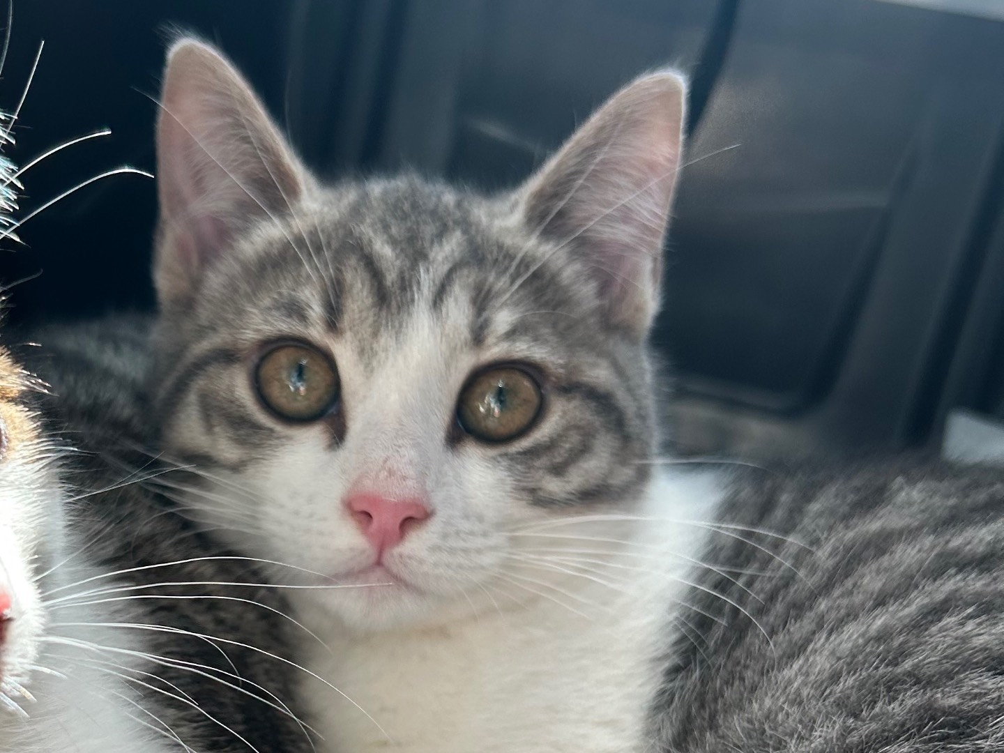 Adotta un gatto, taglia non valida, femmina, Bari