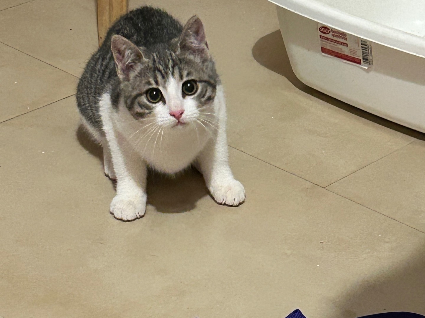 Vuoi adottare un gatto a Bari?