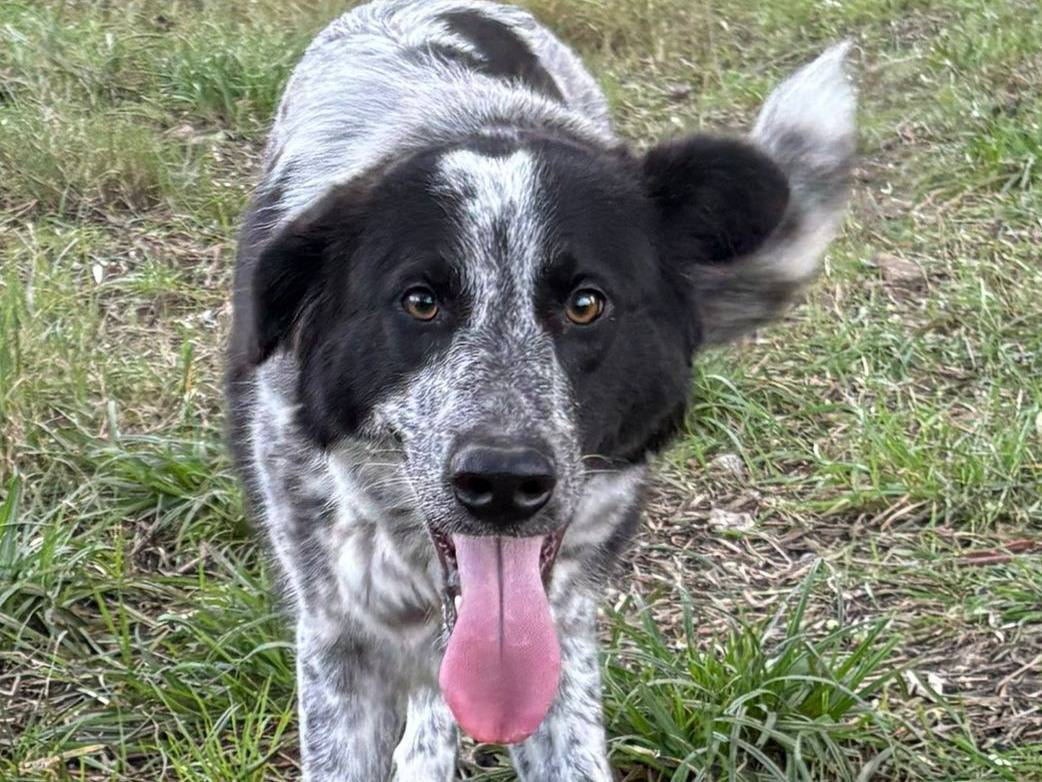 Adozione cane, femmina, Razza sconosciuta Razza sconosciuta, 1 anno e 1 mese, taglia media, Crotone