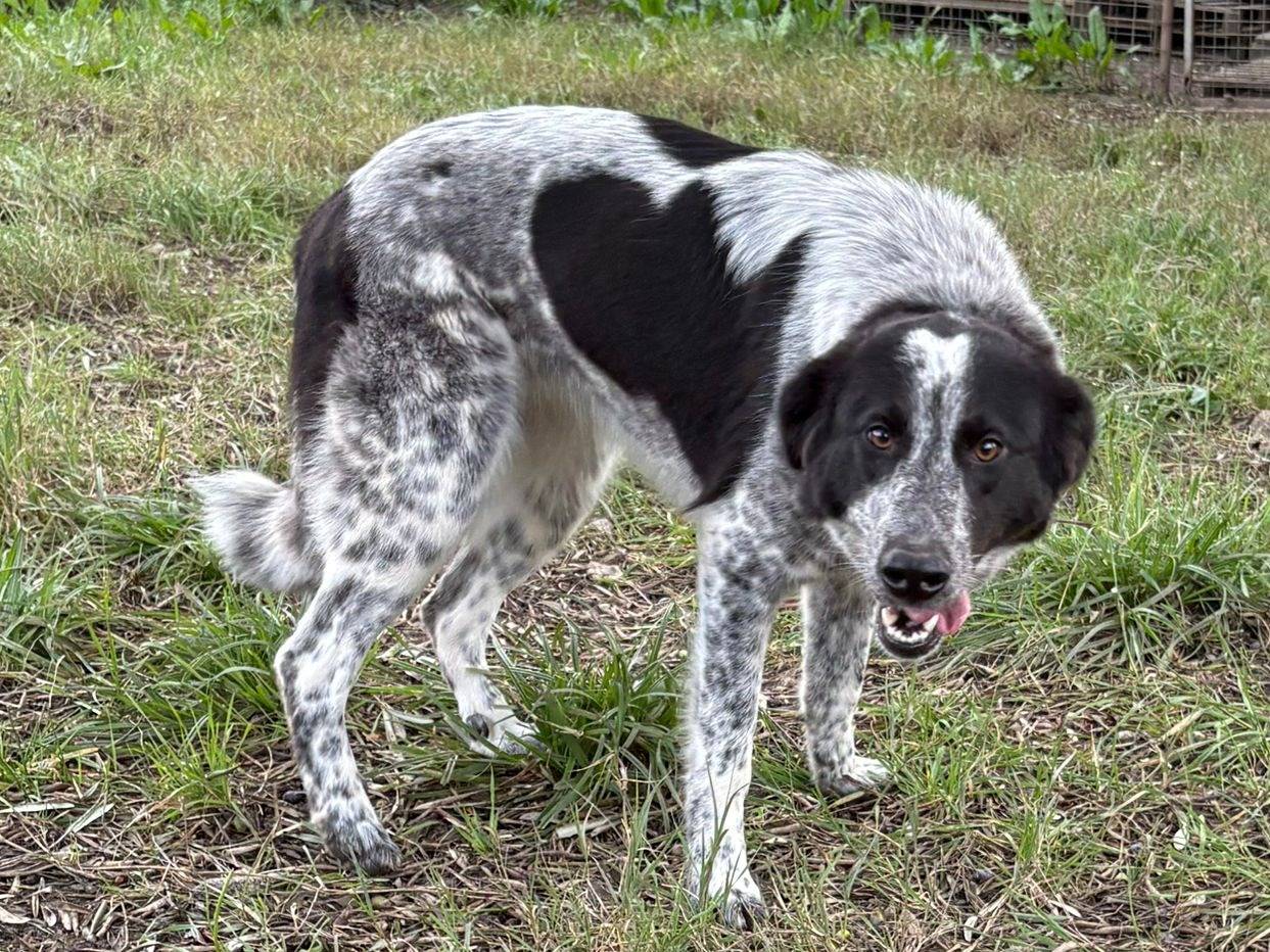 Adotta un cane, femmina, 1 anno e 1 mese, Crotone