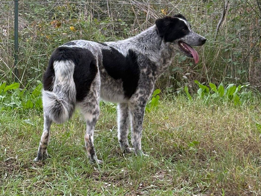 Vuoi adottare un cane a Crotone?