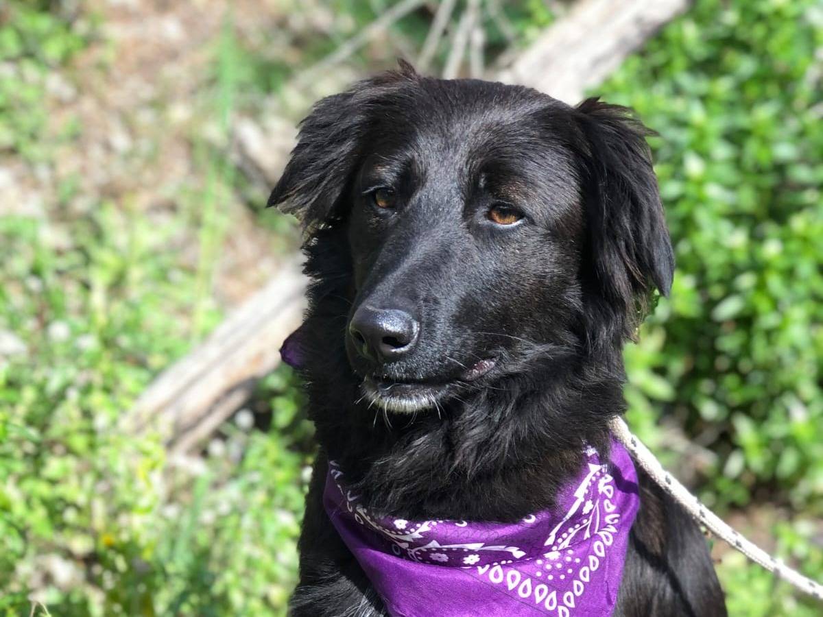 Adozione cane, femmina, Razza sconosciuta Razza sconosciuta, 3 anni e 11 mesi, taglia media, Latina