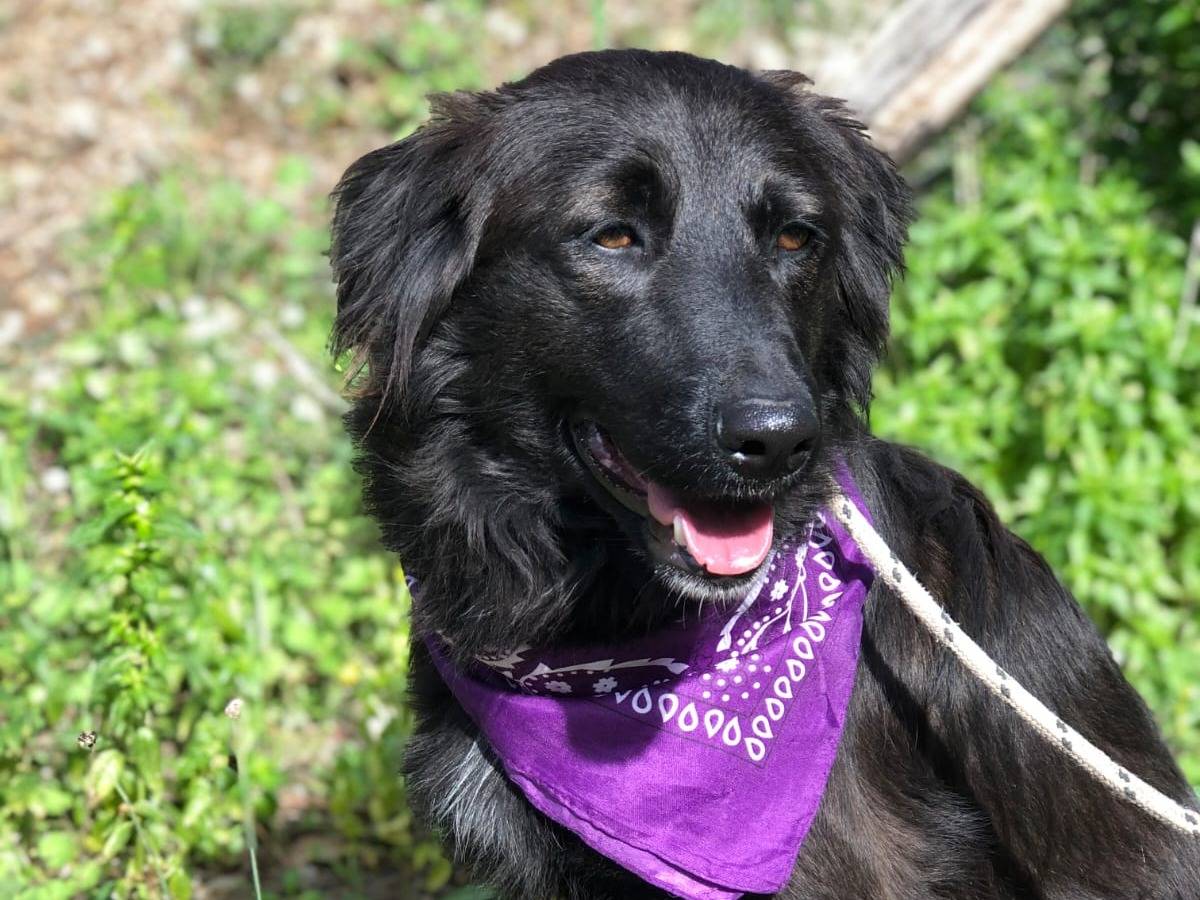 Adotta un cane, femmina, 3 anni e 11 mesi, Latina