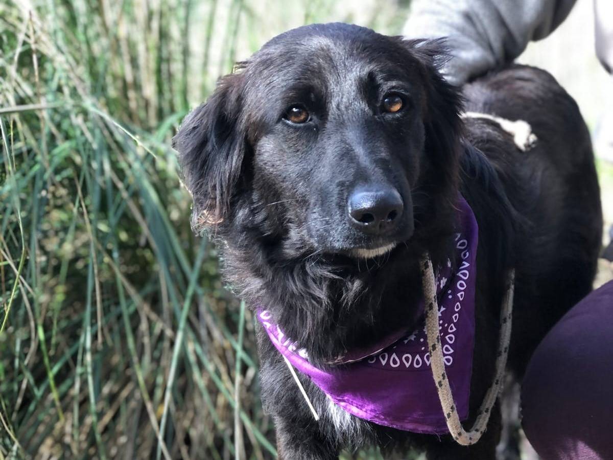 Adotta un cane, taglia media, femmina, Latina