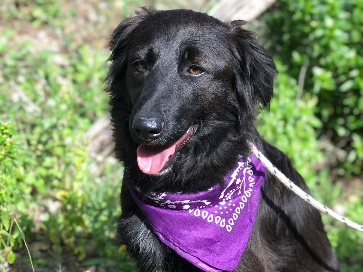 Vuoi adottare un cane a Latina?