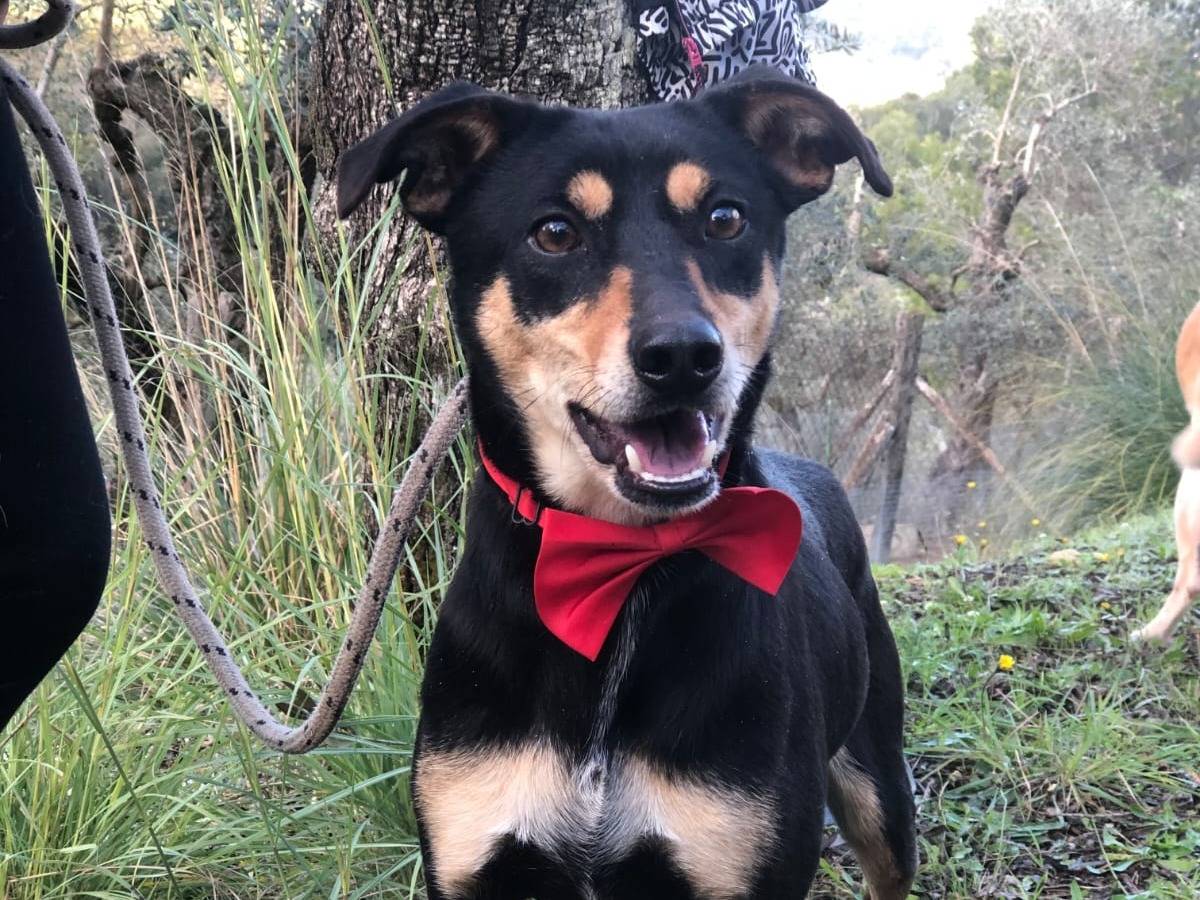 Adozione cane, maschio, Razza sconosciuta Razza sconosciuta, 3 anni e 11 mesi, taglia media contenuta, Latina