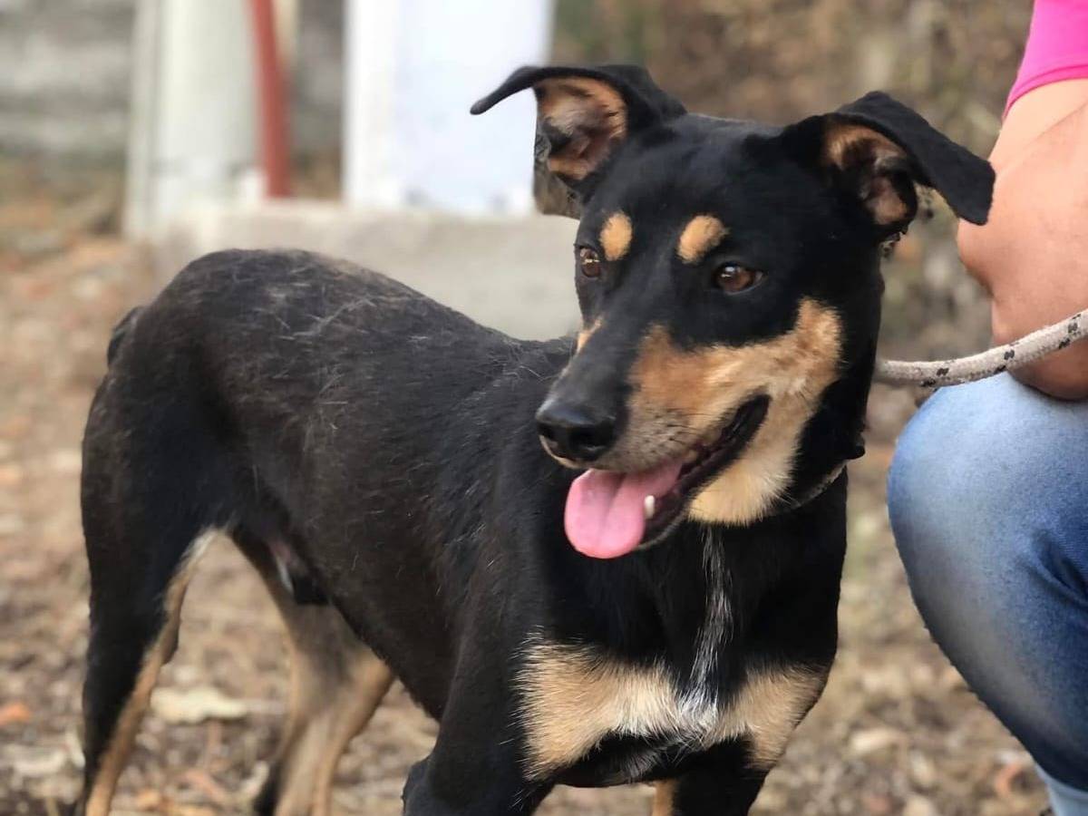 Adotta un cane, maschio, 3 anni e 11 mesi, Latina