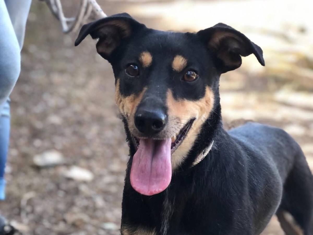 Adotta un cane, taglia media contenuta, maschio, Latina