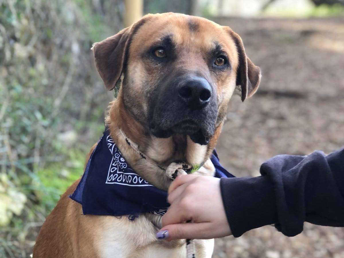 Adozione cane, maschio, Razza sconosciuta Razza sconosciuta, 2 anni e 11 mesi, taglia grande, Latina