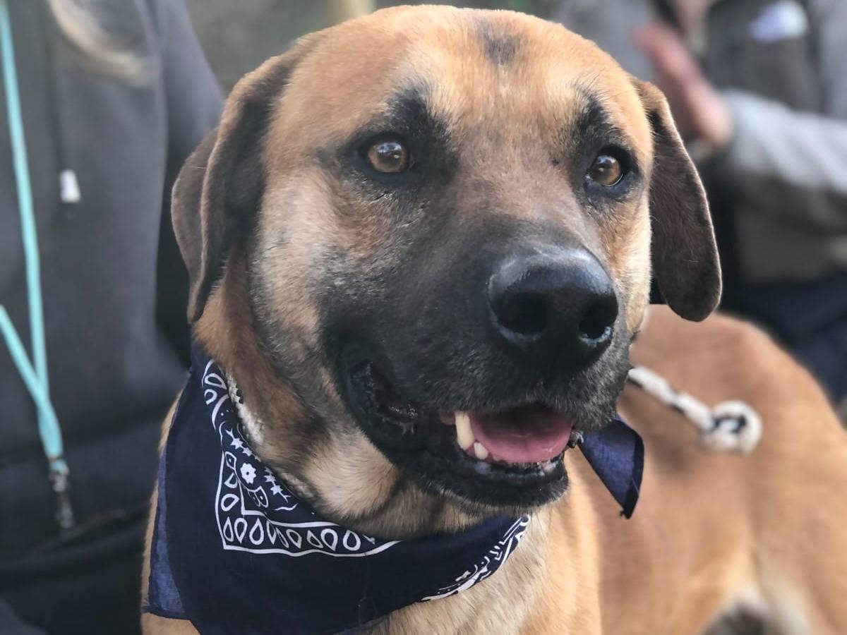 Adotta un cane, maschio, 2 anni e 11 mesi, Latina