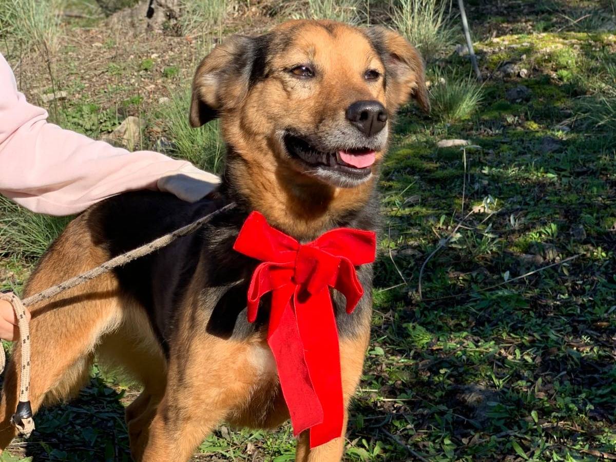 Adotta un cane, maschio, 4 anni e 11 mesi, Latina